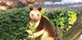 90 ýyldan soň täzeden tapyldy