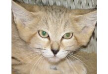 Yssy howany halaýan kiçijik jandar