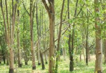 Aziýada ösýän iň gymmat agaç