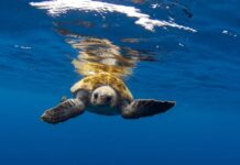 Deňiz pyşbagasy 5 aýda 10 müň kilometr ýol geçdi