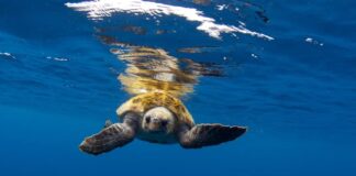 Deňiz pyşbagasy 5 aýda 10 müň kilometr ýol geçdi