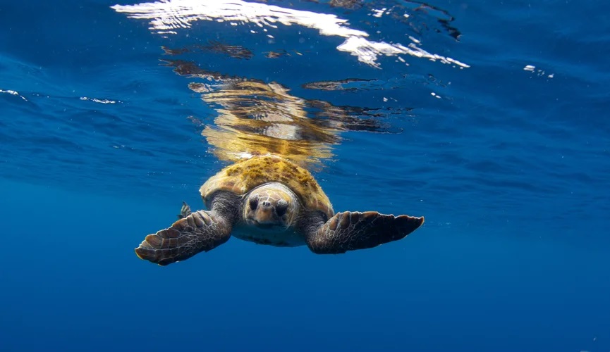 caretta caretta turtle