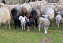 Животноводческие хозяйства Лебапа полностью готовы к зимовке скота