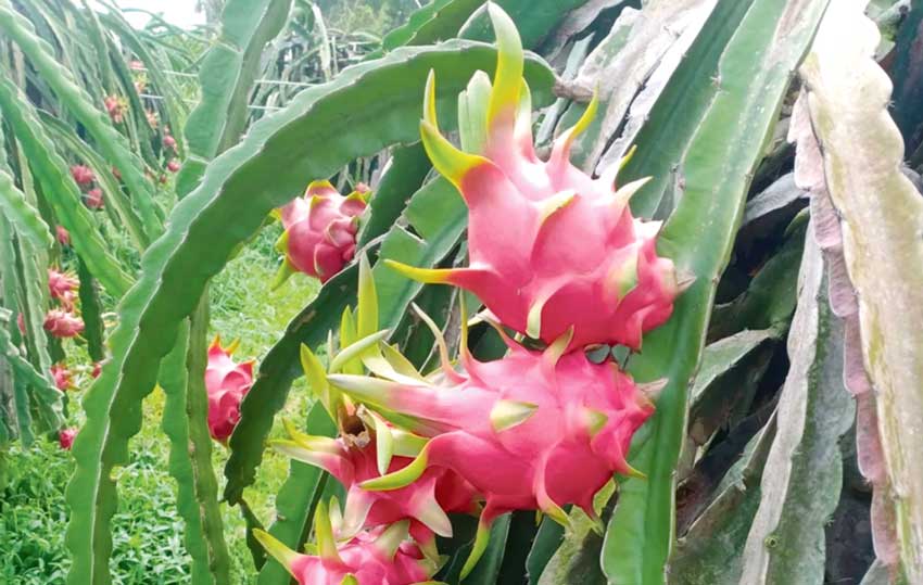 dragon-fruit-ajdarha-ejder-miwesi-meyvesi