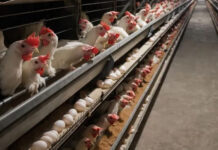 Птицефабрика «Täze aý» усиливает своё присутствие на рынке Туркменистана