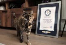 Самая старая кошка в мире отметила 30-летие