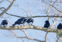 Gyş paslynyň «syýahatçylary»