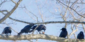 Gyş paslynyň «syýahatçylary»