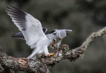 Daniýada seýrek duş gelýän gök gyrgynyň ykbalyna alada bildirilýär