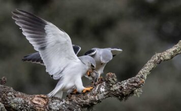 В Дании обеспокоены судьбой редкого синего коршуна
