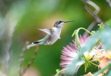 Bedeni iň ýokary gyzgynlykdaky jandar