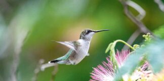 Bedeni iň ýokary gyzgynlykdaky jandar