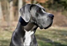 Dünýäniň iň uzyn iti Ginnesiň rekordlar kitabyna girizildi