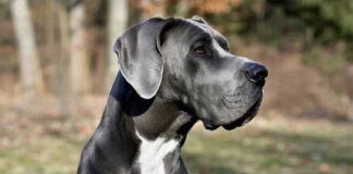 Dünýäniň iň uzyn iti Ginnesiň rekordlar kitabyna girizildi