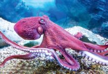 3 ýürekli deňiz jandary