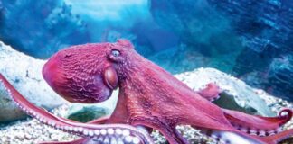 3 ýürekli deňiz jandary