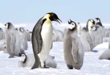 Antarktidanyň täsin ýaşaýjylary