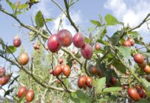 Tamarillo – agaç pomidory