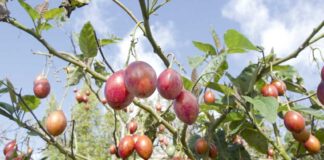 Tamarillo – agaç pomidory