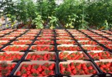 «Ahmet Haýdar» выращивает в Туркменистане богатый урожай помидоров