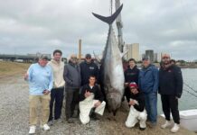 Balykçylar rekord derejede uly tunesi tutdular