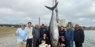 Balykçylar rekord derejede uly tunesi tutdular