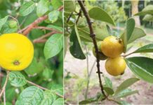 Araza – ekzotik miwe