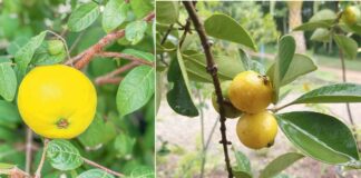 Araza – ekzotik miwe