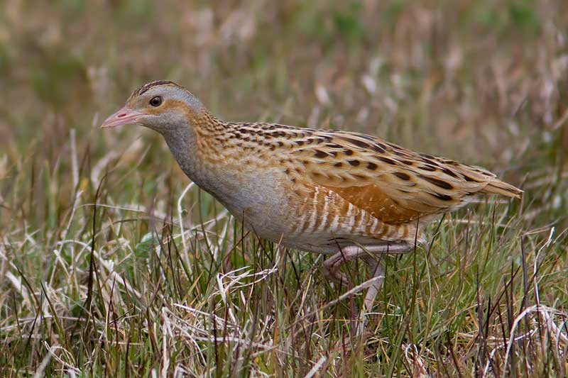 Crex-crex-corncrake-chypar-yelbe