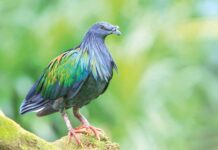 Boýny seçekli owadan kepderi