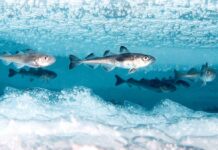 Balyklar buzuň astynda nädip ýaşaýar?!