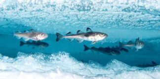 Balyklar buzuň astynda nädip ýaşaýar?!