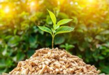 Biomassa energiýasynyň önümçiliginde öňdebaryjy ýurtlar