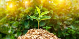 Biomassa energiýasynyň önümçiliginde öňdebaryjy ýurtlar