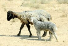 В Туркменистане завершился период «Ахыркы Гарагыш» и наступил «Чарва Новруз»