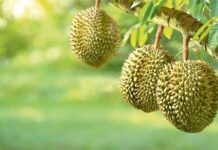 Durian – ýakymsyz ysly miwe