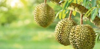 Durian – ýakymsyz ysly miwe