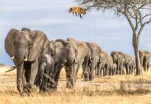 Näme üçin piller arydan gorkýar?