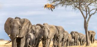 Näme üçin piller arydan gorkýar?