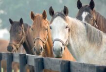 Atlar bilen bagly gyzykly maglumatlar