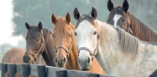 Atlar bilen bagly gyzykly maglumatlar