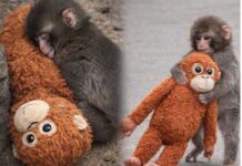 Ýalňyz maýmynjyk oýunjak söwdasyny artdyrdy