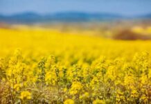 Туркменистан получил первую партию рапсового шрота из России