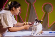 Tailandda pişikler Itlerden öňe geçdi