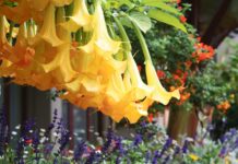 Gijesine gül açýan ösümlikler