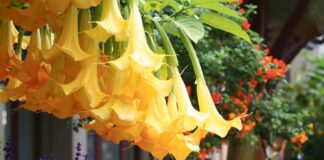 Gijesine gül açýan ösümlikler