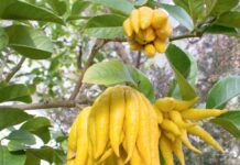 Osminoga meňzeş miwe