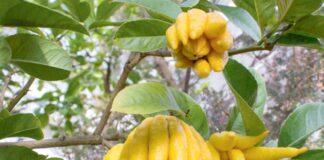 Osminoga meňzeş miwe