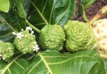 Tudana meňzeş miwe