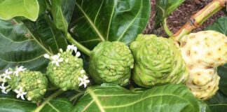 Tudana meňzeş miwe